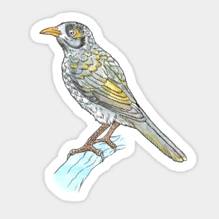 Noisy Miner Sticker